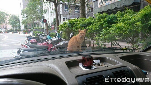 ▲上車遭萌歹徒勒索...喵敲引擎蓋「怒瞪」：罐罐交出來（圖／網友Celeste Hsu提供）