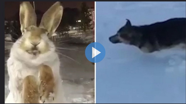 ▲異常酷寒的哈薩克，一隻狗狗和一隻野兔雙雙變成了「冰棒」！(圖／翻攝自YouTube)