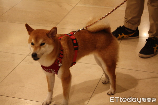 ▲新北獲全台校犬比例之冠...北市倒數　籲地方首長正視。（圖／台灣動督盟授權提供，下同。）