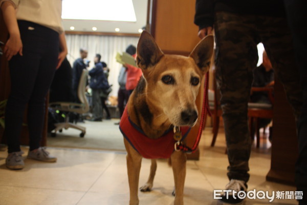 ▲新北獲全台校犬比例之冠...北市倒數　籲地方首長正視。（圖／台灣動督盟授權提供，下同。）