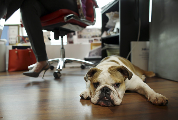 ▲▼一隻鬥牛犬趴在辦公桌底下；佛羅里達州的公關公司O`Connell & Goldberg認為寵物可以提供工作質量。（圖／達志影像／美聯社）