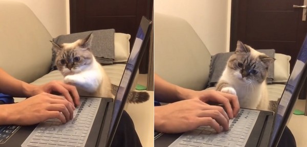 貓咪不讓把拔用電腦（圖／翻攝自Instagram：littlemunchiepooky）