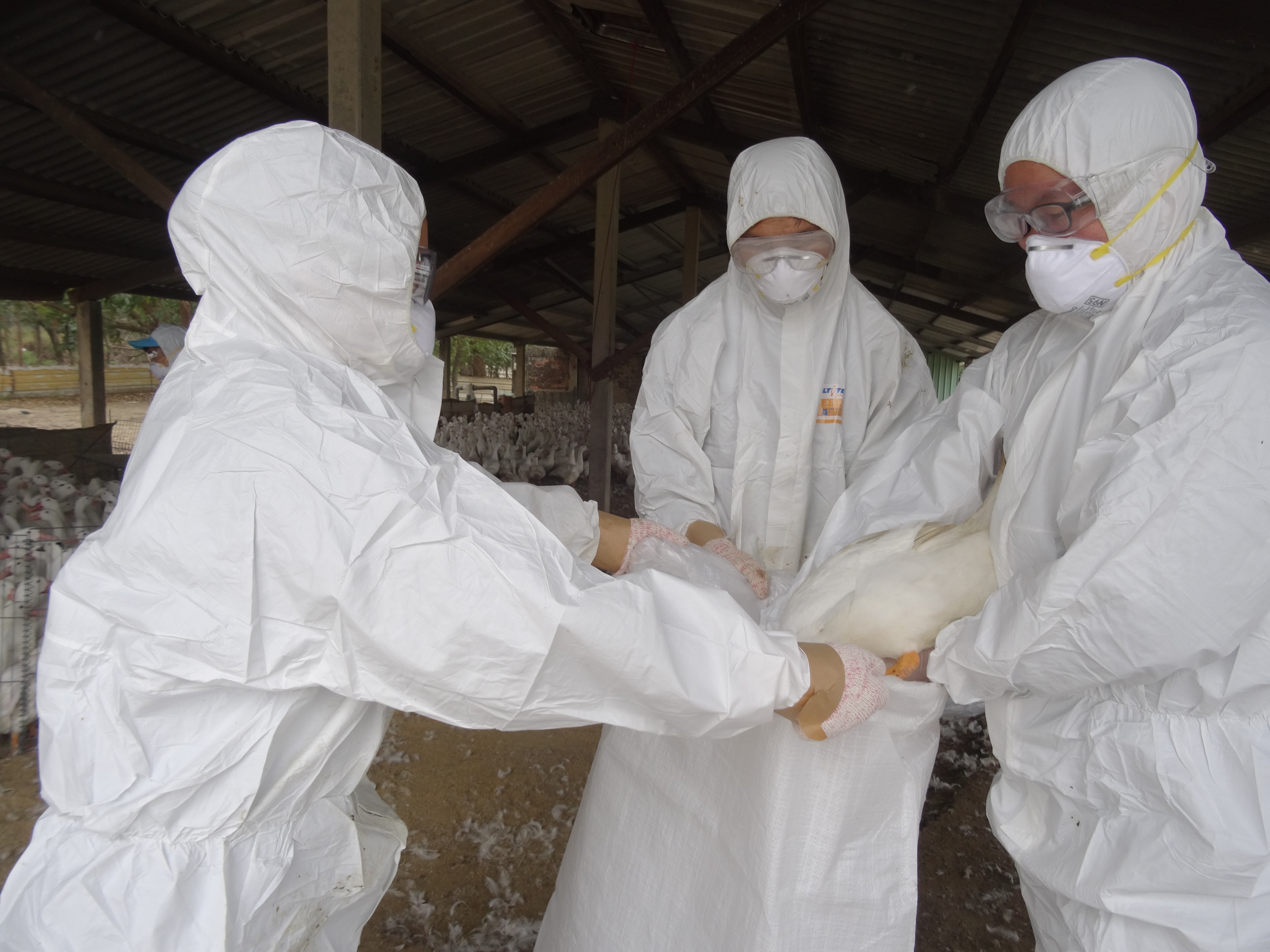 ▲台南市歸仁區一處養鴨場確診感染H5N2高病原性禽流感，動保處立即進行撲殺作業。（圖／記者林悅翻攝）