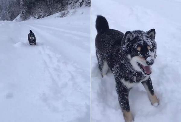 接到懷疑狗生....球墜落就消失　黑柴吃到滿臉雪：到底在哪！（圖／翻攝自twitter @yge_ao01）