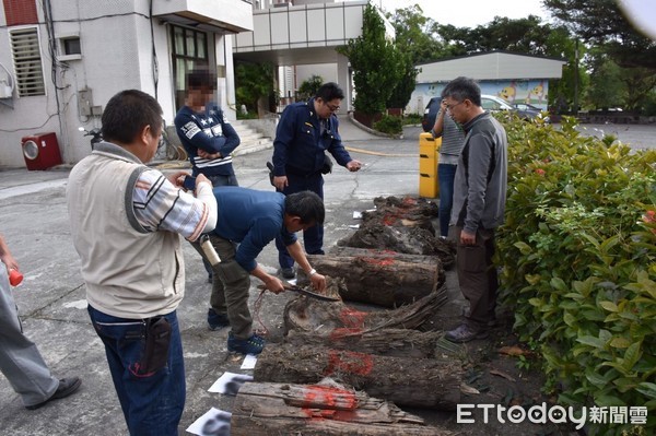 沈姓男子車廂內檜木香氣四溢，被警方當場查獲，訊後依侵占林木案函送法辦，查獲之漂流木（2截紅檜、11截扁柏）目前由林管處新城工作站代保管中。（圖／新城分局提供）