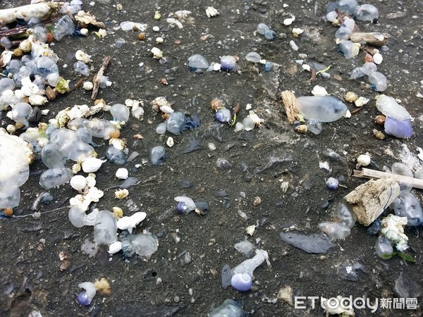 有民眾反映在台東烏石鼻漁港礁石及杉原灣的沙灘上，發現近百公尺大量的水母遺體，經照片確認為有毒的「僧帽水母」，被海浪拍打上岸的水母屍體一樣具有毒性，請遊客民眾千萬不要身體接觸。（圖／民眾提供）　