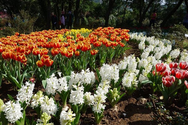 ▲花卉試驗中心。（圖／翻攝自台北旅遊網粉絲團）