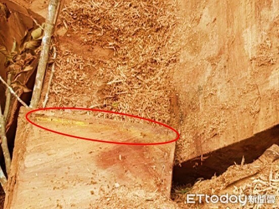 台東林管處會同保七總隊第九大隊成立專案小組，歷經一年的追查及連結，終於掌握足夠事證，並以一盒黃色粉筆突破呂姓心防坦承犯行，全案依違反森林法移送台東地方法院檢察署偵辦。（圖／保七總隊提供）