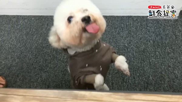 【毛爸鮮食提案】輕鬆上桌輕鬆煮，汪汪最愛的－蔬菜豬肉煮！（圖／毛起來 MaoUp）