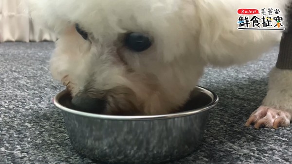 【毛爸鮮食提案】輕鬆上桌輕鬆煮，汪汪最愛的－蔬菜豬肉煮！（圖／毛起來 MaoUp）