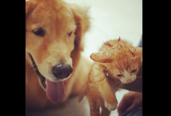 黃金獵犬領養小貓。（圖／翻攝自Instagram／tamatamago）