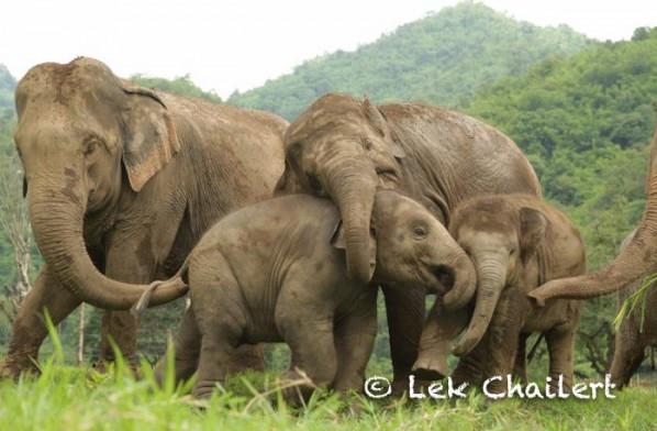 泰國清邁大象自然公園（ENP）及大象庇護所（Elephant Haven）的一頭大象法麥(Faa Mai)，因為不想要讓主人Lek Chailert 離開自己的視線，所以不停的用「鼻子」確保主人一直再牠身邊，但是牠越是用鼻子觸碰主人，他身上的泥巴就越多，這也讓Lek Chailert表示，「有時我真的很想知道法麥再在想甚麼，牠總是能像媽媽一樣充滿愛心，保護有加。」（圖／翻攝自清邁大象自然公園（ENP）網站）