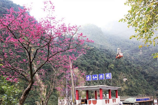 雲仙樂園櫻花。（圖／翻攝自雲仙樂園粉絲團）