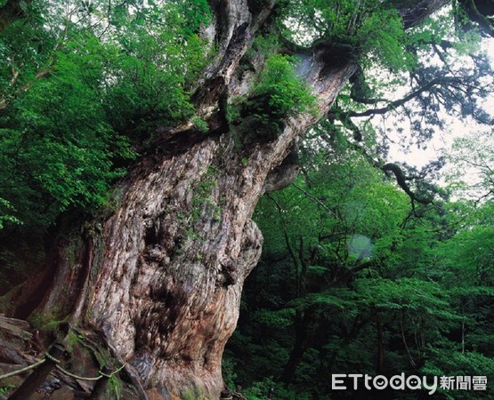 ▲▼日本屋久島。（圖／鹿兒島觀光協會提供）