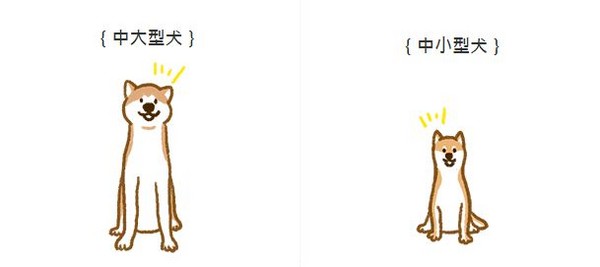 【汪汪小學堂】這隻柴柴怎麼那麼大隻？喂！人家是秋田啦！（圖／毛起來 MaoUp）