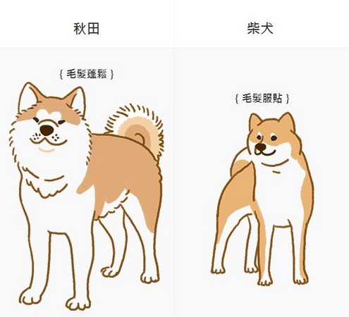 【汪汪小學堂】這隻柴柴怎麼那麼大隻？喂！人家是秋田啦！（圖／毛起來 MaoUp）