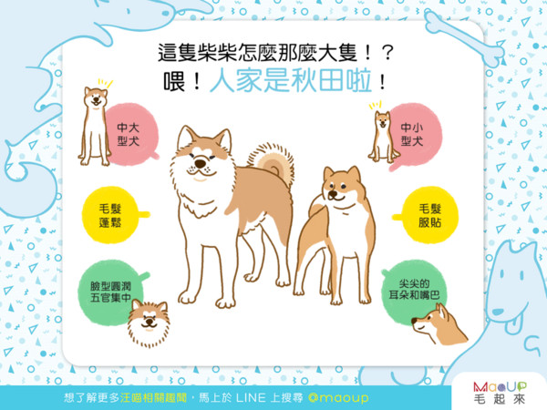 【汪汪小學堂】這隻柴柴怎麼那麼大隻？喂！人家是秋田啦！（圖／毛起來 MaoUp）