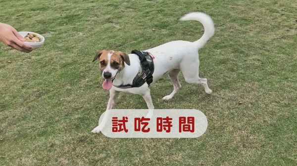 【毛爸鮮食提案】特級廚師的華麗辦桌菜～極鮮！清蒸獅子頭！（圖／毛起來 MaoUp）