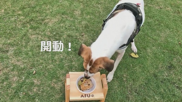 【毛爸鮮食提案】特級廚師的華麗辦桌菜～極鮮！清蒸獅子頭！（圖／毛起來 MaoUp）