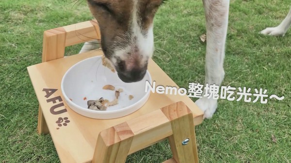 【毛爸鮮食提案】特級廚師的華麗辦桌菜～極鮮！清蒸獅子頭！（圖／毛起來 MaoUp）