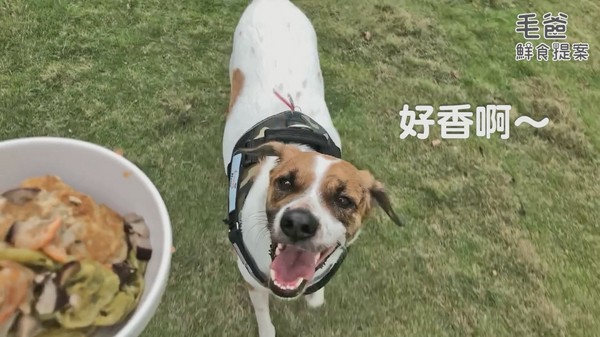 【毛爸鮮食提案】特級廚師的華麗辦桌菜～極鮮！清蒸獅子頭！（圖／毛起來 MaoUp）