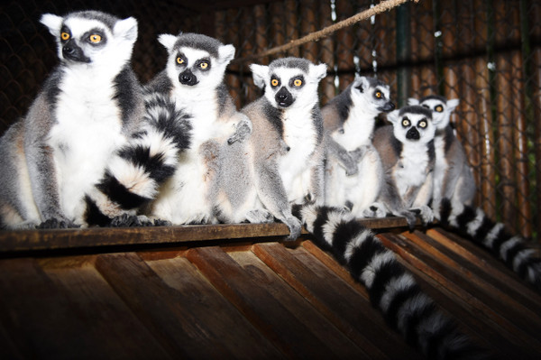 ▲▼深圳動物園拿電熱板、電暖箱、電暖燈、紅外線保溫燈跟熱水器等保溫用品。（圖／翻攝自南方網）