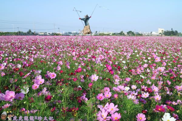 ▲嘉義太保花海節2/10開跑。（圖／虎虎龍龍和珍太妃提供）