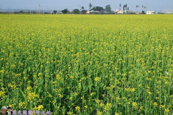 ▲嘉義太保花海節2/10開跑。（圖／虎虎龍龍和珍太妃提供）