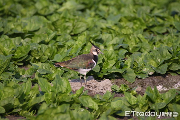 ▲土豆鳥「小辮鴴」。（圖／雲林野鳥學會理事王振芳授權提供。）