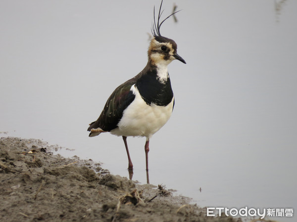 ▲土豆鳥「小辮鴴」。（圖／雲林野鳥學會理事王振芳授權提供。）