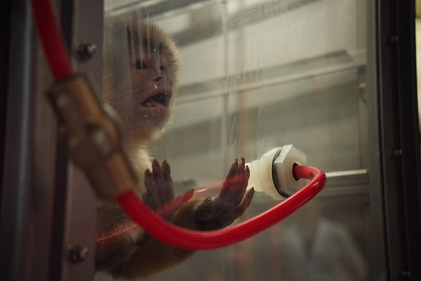 ▲▼德國汽車大廠福斯被爆出用猴子進行廢氣實驗。（圖／翻攝自Netflix）