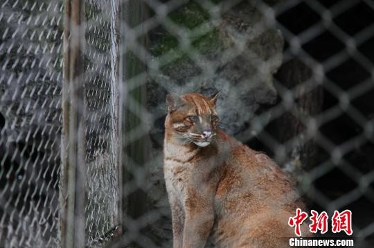 攝於2016年杭州動物園的華南亞種金貓。（圖／翻攝自中新網）