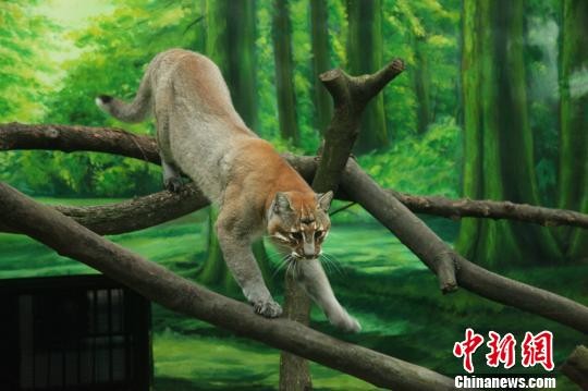 2016年11月在重慶動物園拍攝的的西藏亞種金貓。（圖／翻攝自中新網）