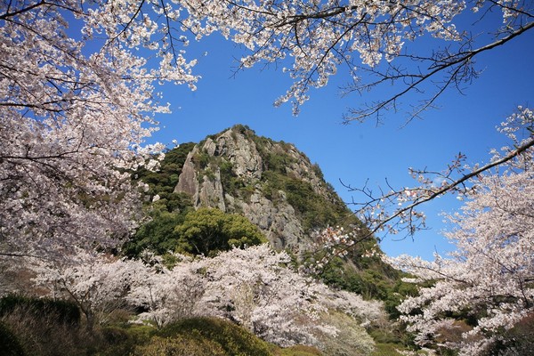 ▲享受粉紅色春天！網羅日韓台賞櫻勝地。（圖／五福旅遊、七逗旅遊網提供）