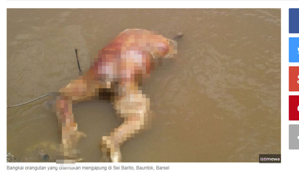 ▲▼ 印尼一隻雄性婆羅洲猩猩被2名動植園員工殺害，不但對牠瘋狂掃射，甚至將牠斬首並棄屍河中。（圖／翻攝自）