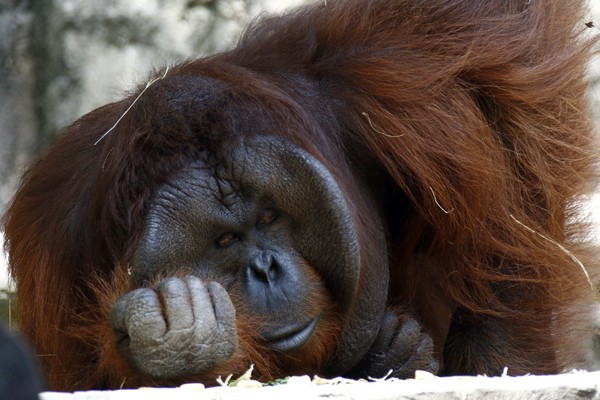 ▲▼ 婆羅洲猩猩,Bornean orangutan。（圖／達志影像／美聯社）