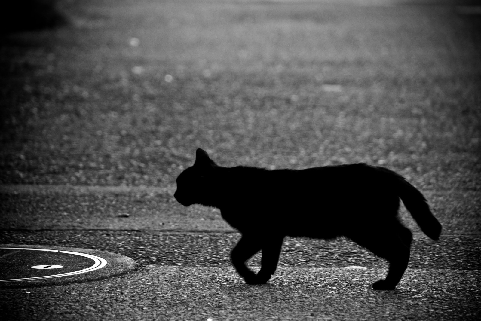 Суеверия. Примета черная кошка перебежала дорогу. Черная кошка перебегает дорогу. Черная кошка суеверие. Чёрный кот перебежал дорогу.