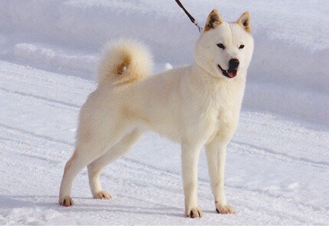 日本犬不只柴柴 川上犬 繼承狼血 全世界剩300隻 深海大花枝 鍵盤大檸檬 Ettoday新聞雲