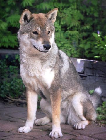 日本犬不只柴柴 川上犬 繼承狼血 全世界剩300隻 深海大花枝 鍵盤大檸檬 Ettoday新聞雲