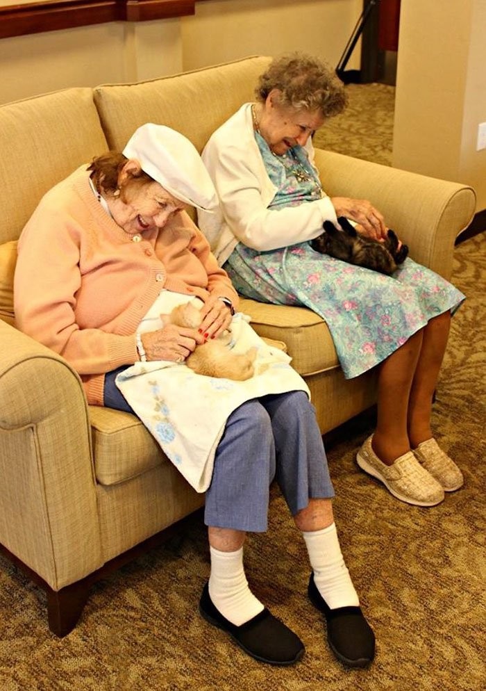▲▼安養院跟收容所合作，讓老人們照顧新生小貓（圖／翻攝自Pueeworld）