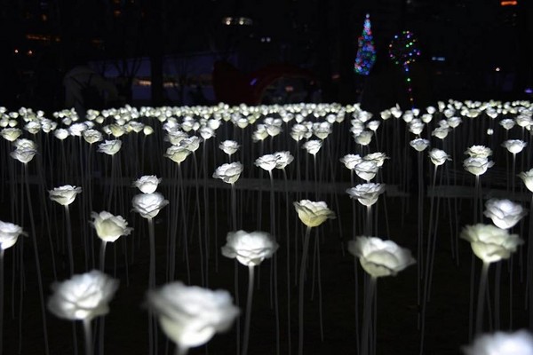 ▲▼首爾廣場LED玫瑰燈海。（圖／取自Light Rose Garden臉書專頁）