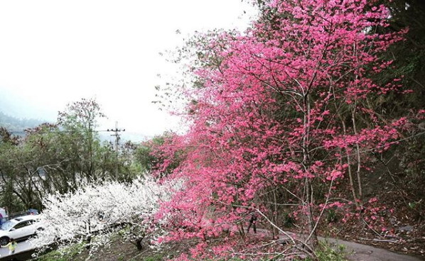 ▲南投草坪頭林道櫻花與李花。（圖／網友a8748102提供，請勿隨意翻拍，以免侵權）