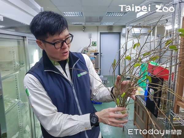 ▲摘取最天然食草！保育員每天帶剪刀、袋子現採食物餵蟲蟲大軍。（圖／臺北市立動物園提供）