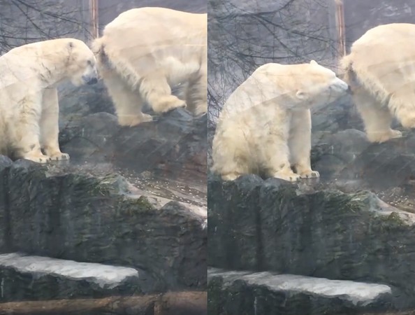 ▲淺嚐「神水」的北極熊。（圖／翻攝自影片／Facebook／LADbible）