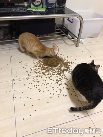 貓咪吃乾乾自助餐。（圖／飼主王薇晴提供）