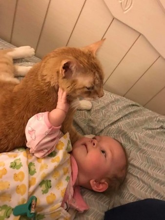 老貓喜歡寶寶。（圖／翻攝自The dodo／Elly Zupko）
