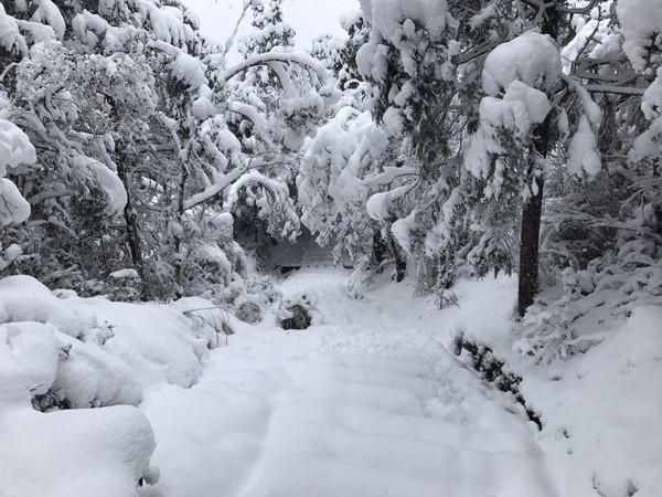 ▲太平山森林遊樂區目前雪況。（圖／太平山森林遊樂區賴俊仁提供）