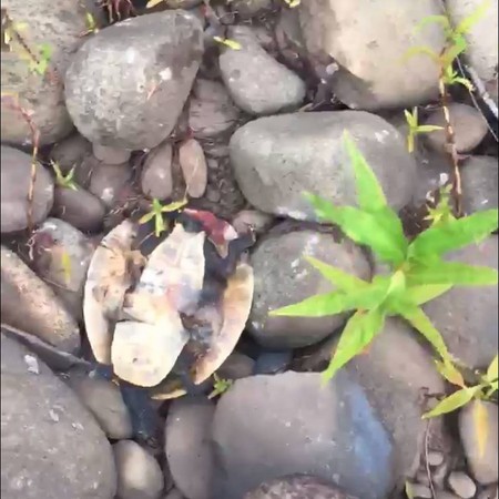▲▼ 雪梨驚現殺龜狂徒，海龜被石頭狠砸慘死。（圖／翻攝自Facebook／Turtle Rescues New South Wales）