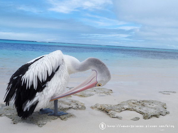 ▲▼西澳伯斯Rottnest island             。（圖／果果的小資日常授權提供）