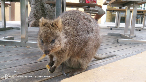 ▲▼西澳伯斯Rottnest island             。（圖／果果的小資日常授權提供）